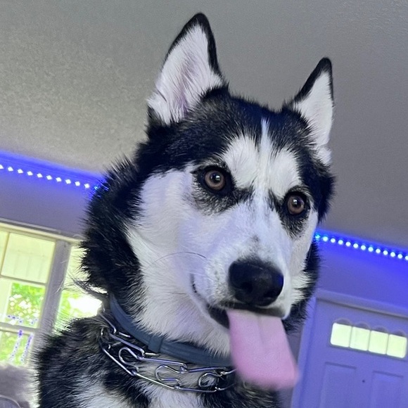 Meet your Posher, Maddie - Picture 2 of 2